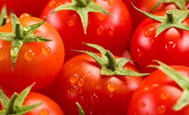 Recul de la culture de la tomate à Sidi Bouzid : un appel à la réforme