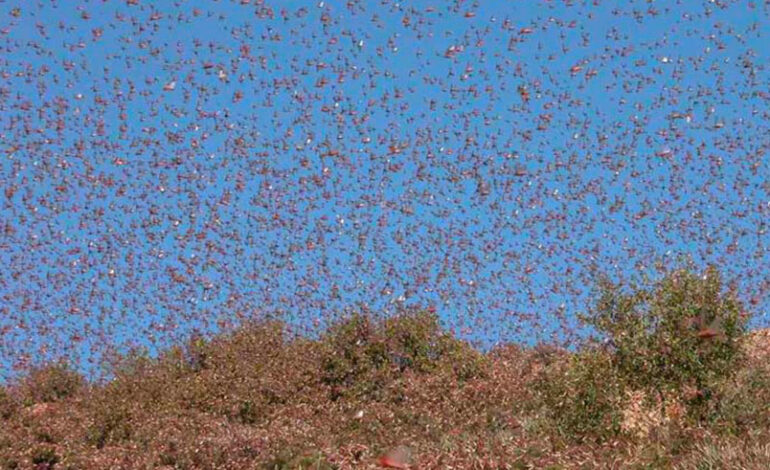 Sud de la Libye : des essaims de criquets pèlerins ravagent les terres agricoles