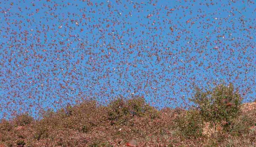 Le criquet pèlerin envahit le sud de la Libye