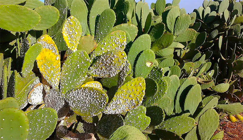 Tunisie – La cochenille du cactus : 74 foyers recensés à Kasserine