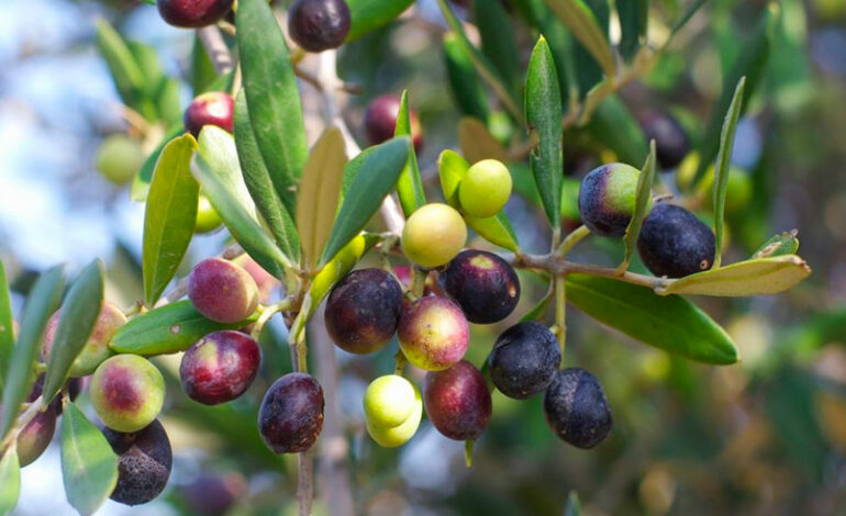 Sidi Bouzid : à cause de la chute des prix, la cueillette des olives avance à un rythme lent