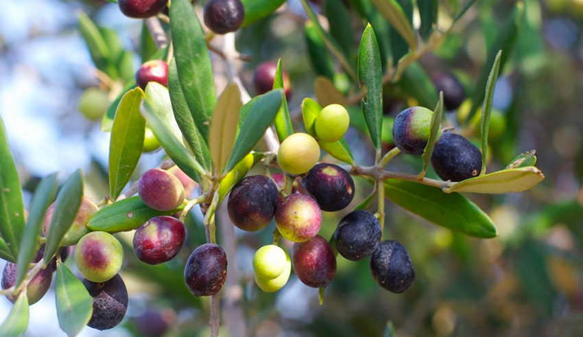 Sidi Bouzid : à cause de la chute des prix, la cueillette des olives avance à un rythme lent