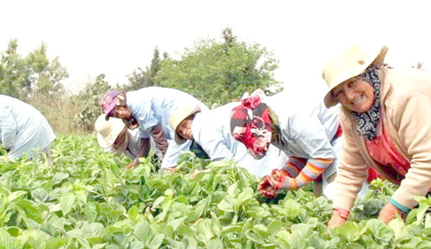 FTDES : appel à accélérer la finalisation et la mise en oeuvre des mesures de protection sociale en faveur des ouvrières agricoles