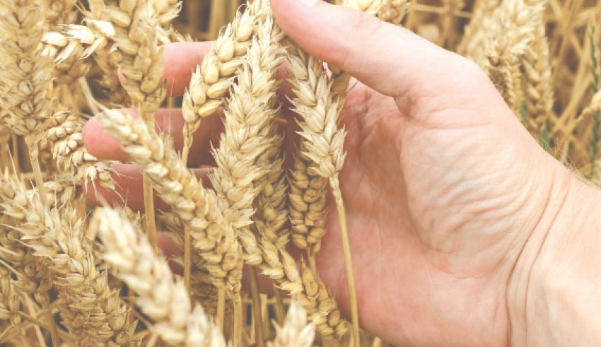 Grandes cultures : Une équipe de chercheurs mettent au point un stimulant agricole
