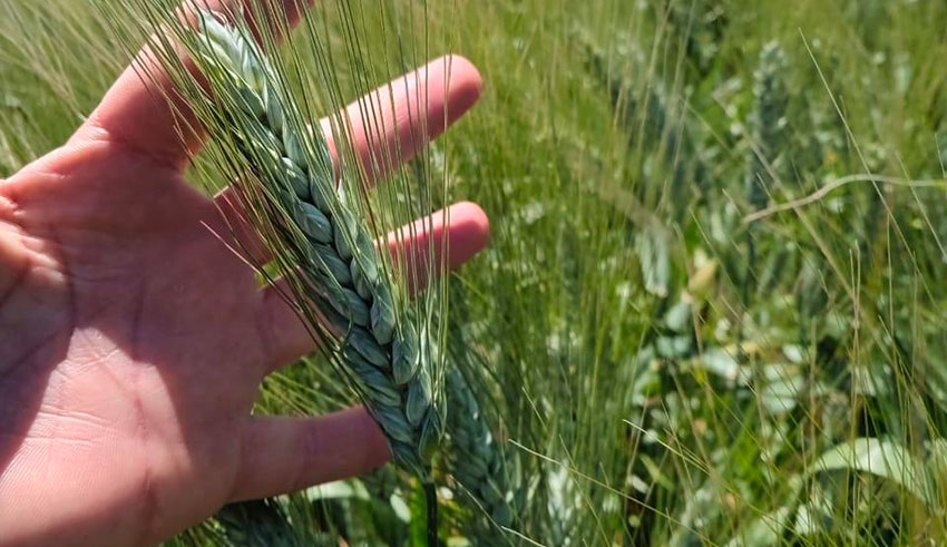 Grandes cultures: 950 000 hectares de céréales emblavés