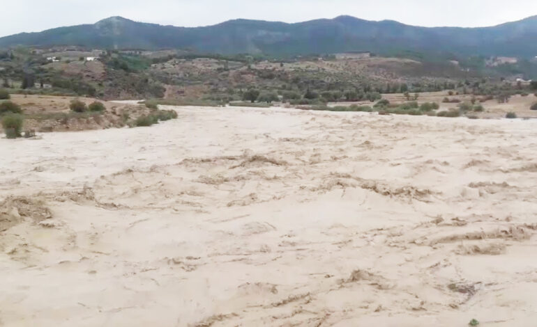 Intempéries à Kasserine : des milliers d’hectares de cultures endommagés