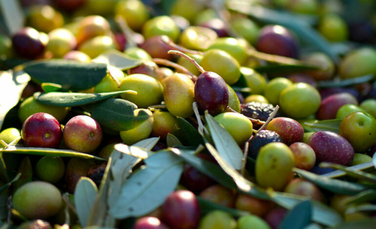 Un plan intégré pour la récolte et la commercialisation des olives à Tunis