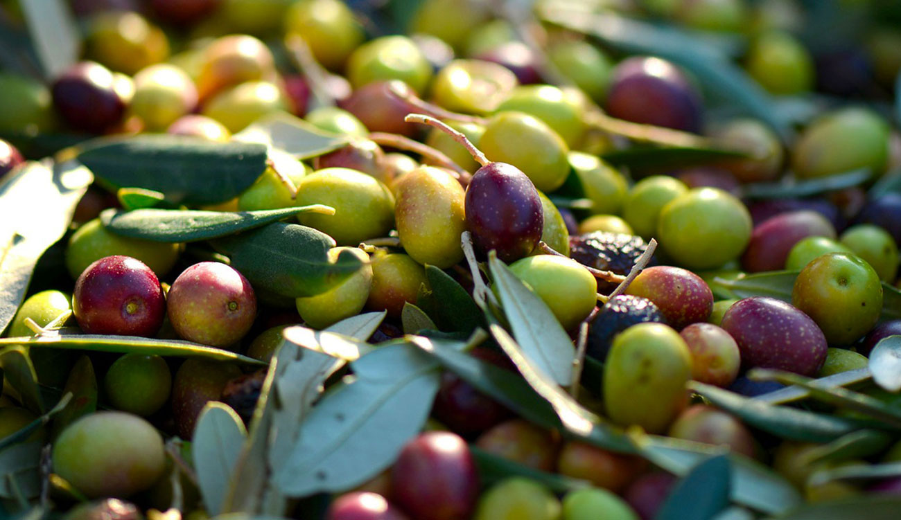Un plan intégré pour la récolte et la commercialisation des olives à Tunis
