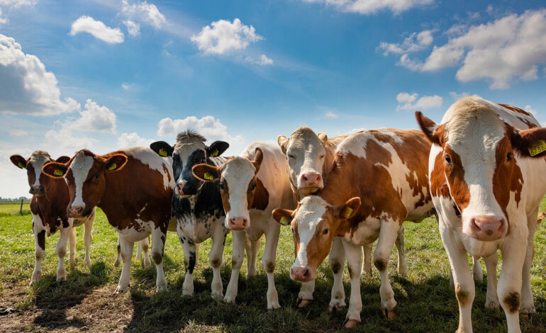 41 foyers de dermatose nodulaire chez les bovins en Tunisie : la vigilance s’impose