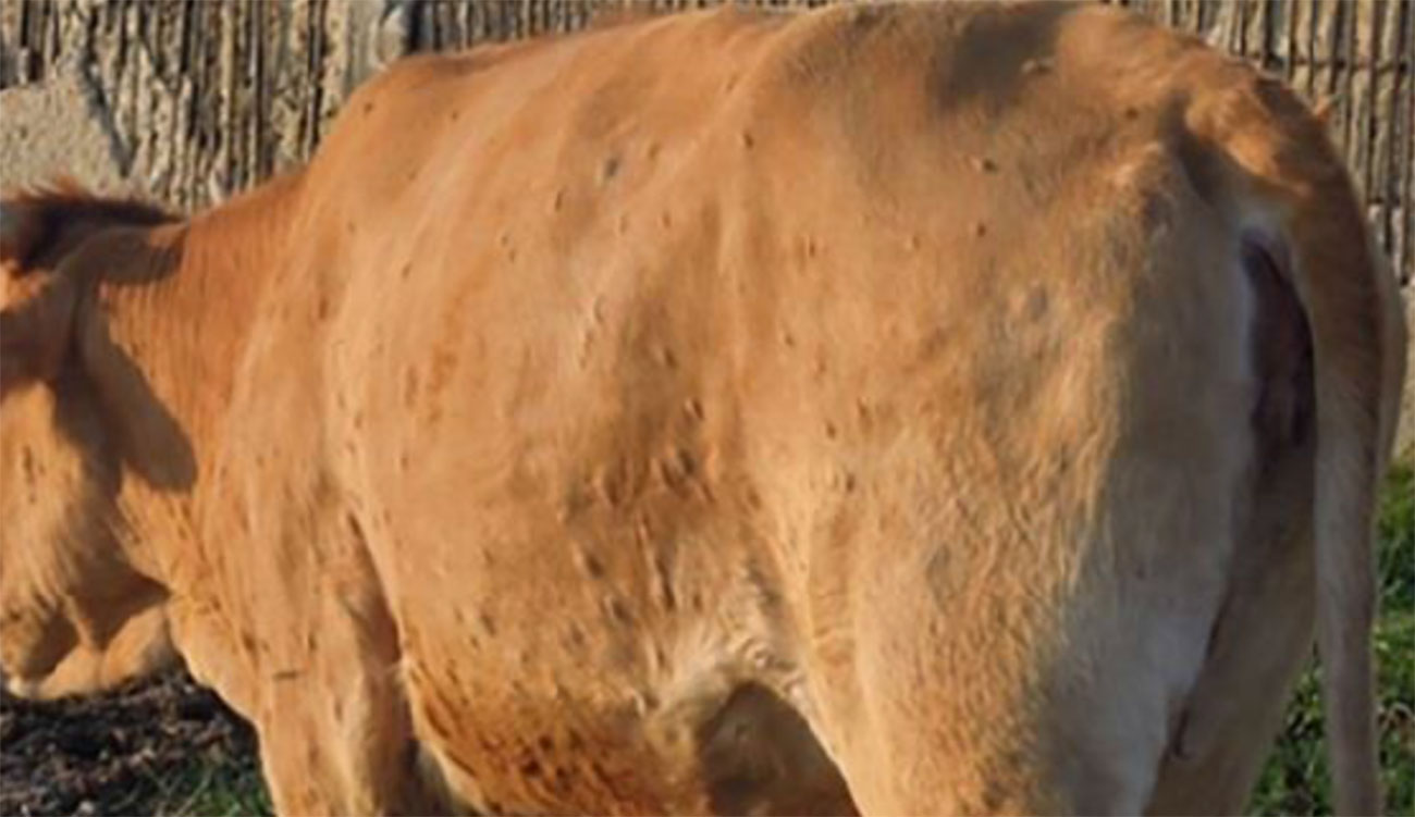 Sidi Bouzid : lancement d’une campagne de vaccination contre la dermatose nodulaire bovine