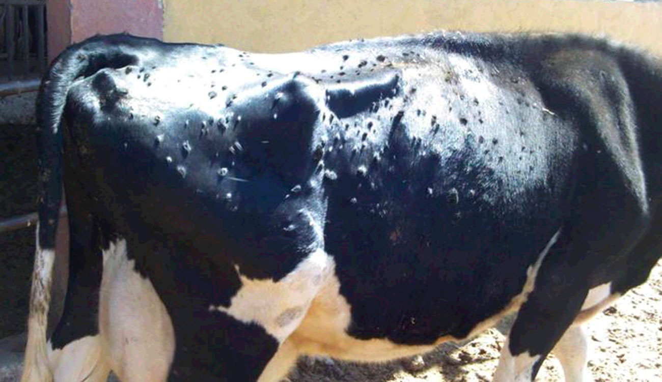 Tunisie : Plus de 60 foyers de dermatose nodulaire identifiés dans 9 gouvernorats