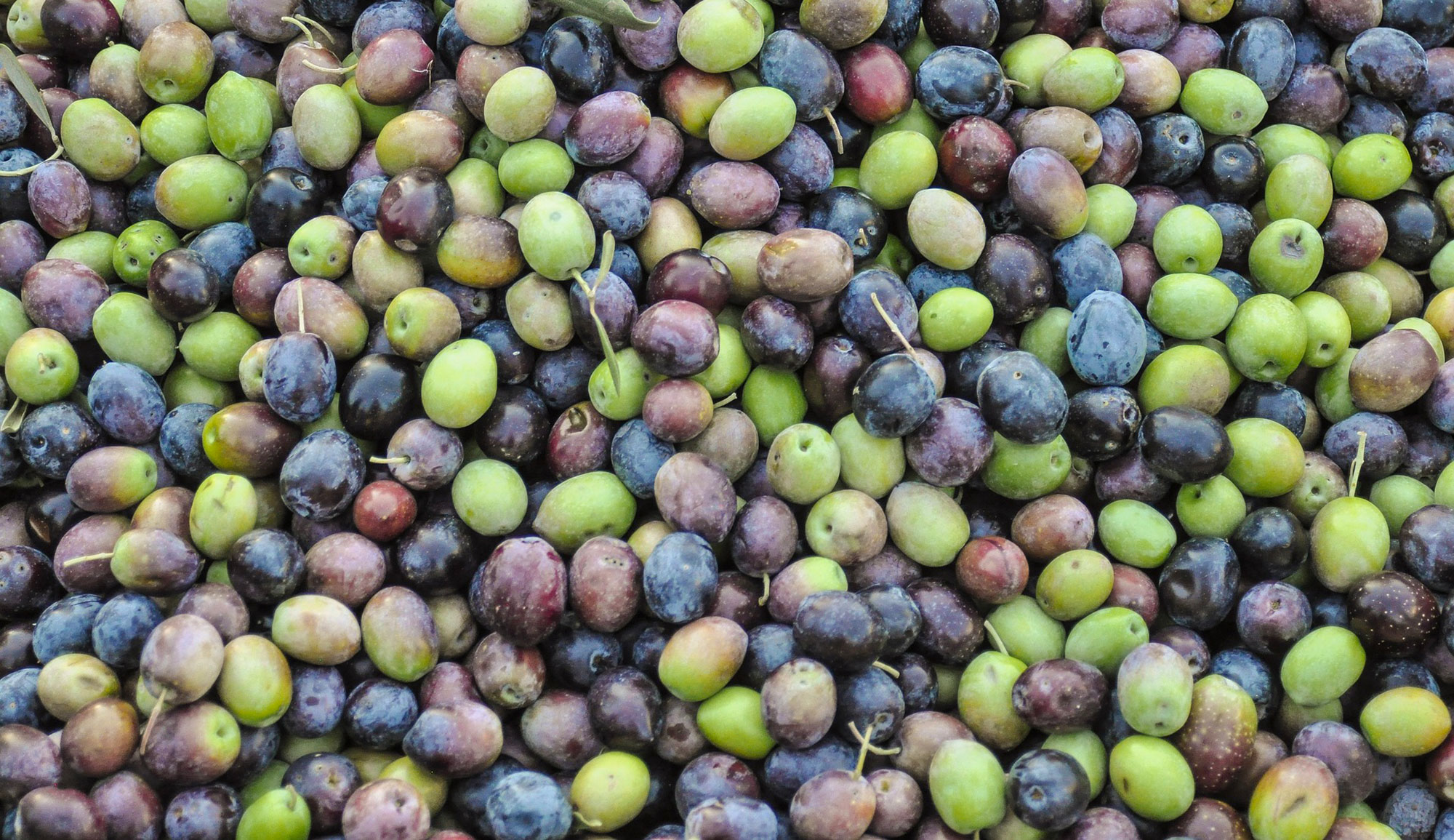 Tunisie- L’ONH rassure : Aucune crainte pour la production d’huile d’olive cette année