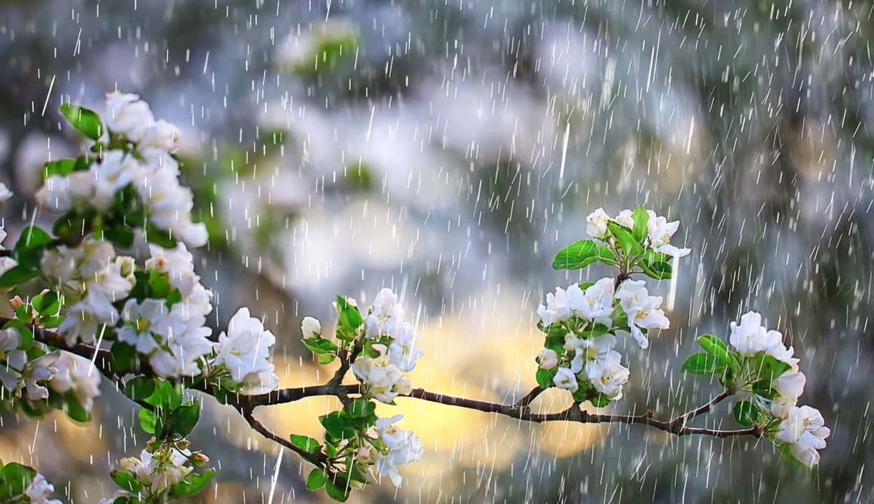 Météo: Des pluies attendues, mercredi et jeudi sur les différentes régions du pays