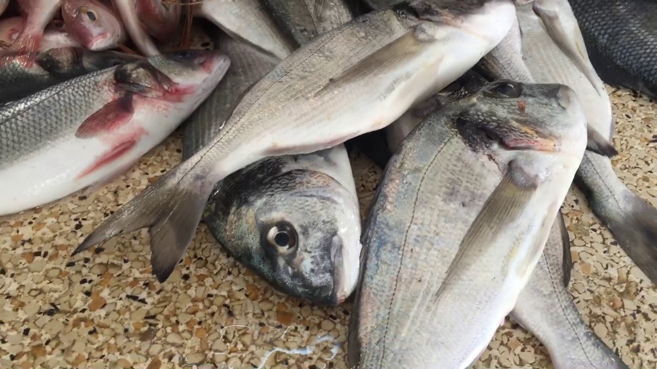 Tunisie : Réouverture du marché de gros aux poissons de Djerba-Ajim après une longue fermeture