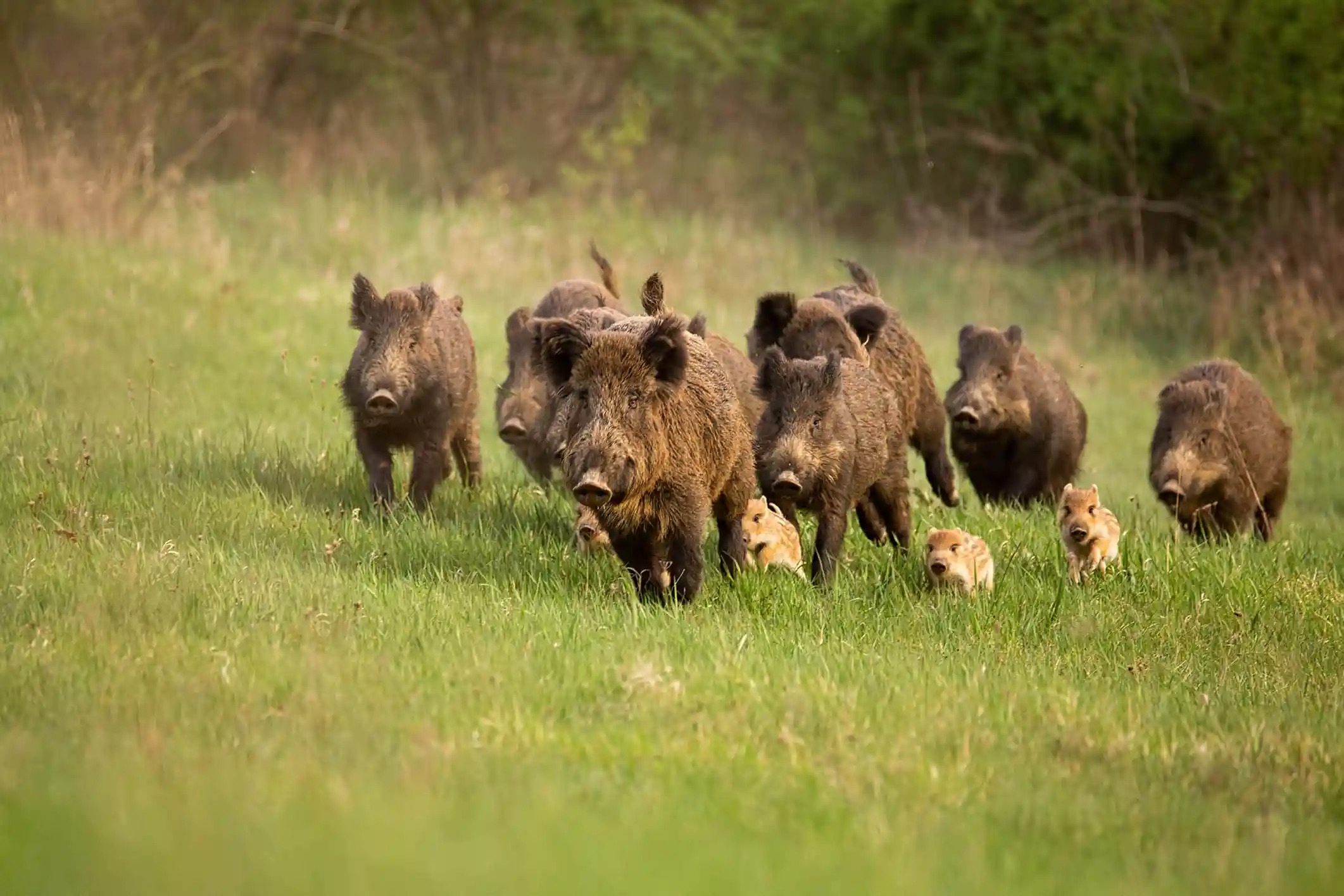 Tunisie : une chasse aux sangliers à Médenine pour sauver les cultures