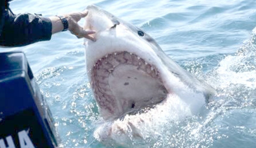 Plus de 40 espèces de requins peuplent les côtes tunisiennes