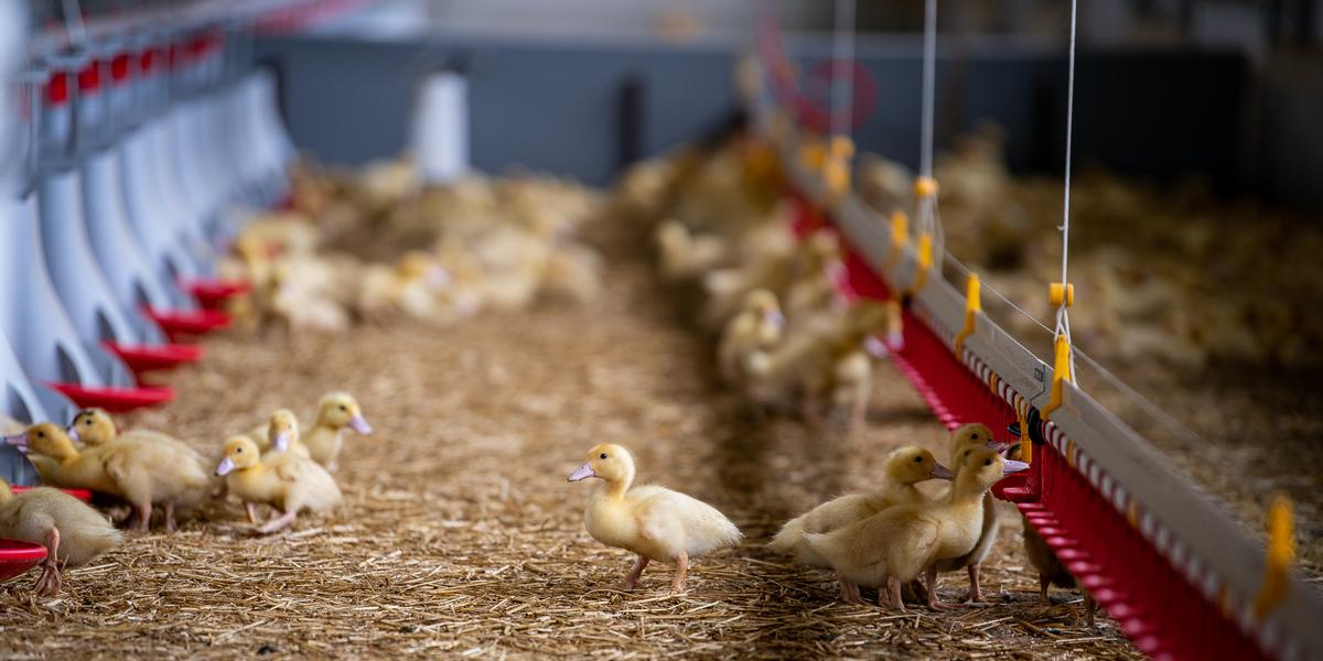 Un foyer de grippe aviaire hautement pathogène détecté près de Lisbonne