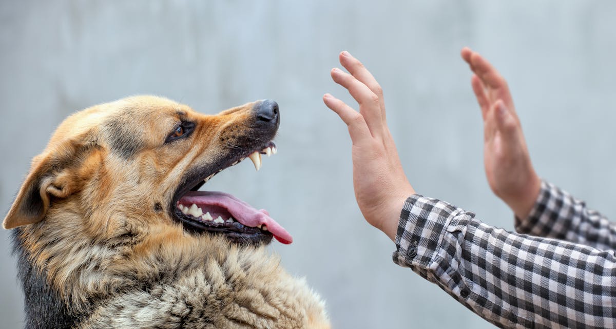Tunisie – Rage : un homme meurt après avoir été mordu par un chien infecté à Bouhajla