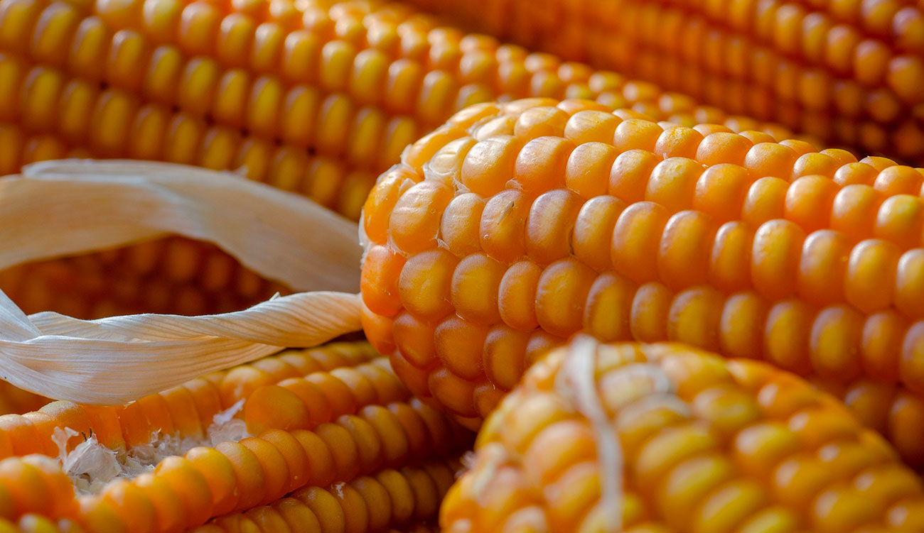 Tunisie – Bonne nouvelle pour les éleveurs : L’Office des fourrages annonce des baisses de prix sur le maïs