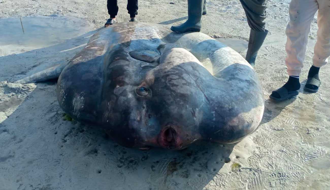 Tunisie – Découverte d’un poisson-lune géant sur l’île de Kerkennah : Une espèce menacée par les marées