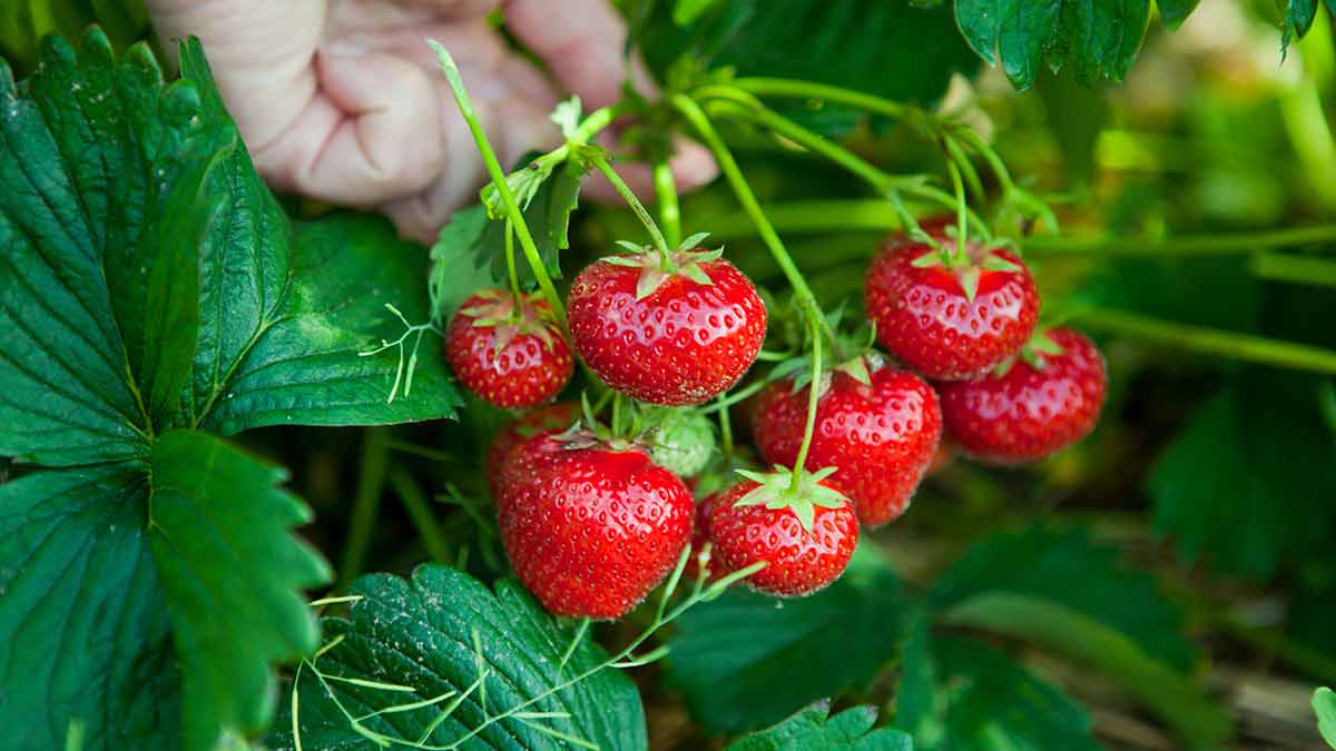 Tunisie : un hectare de fraises à Nabeul coûte entre 80.000 et 120.000 dinars, un secteur de plus en plus menacé