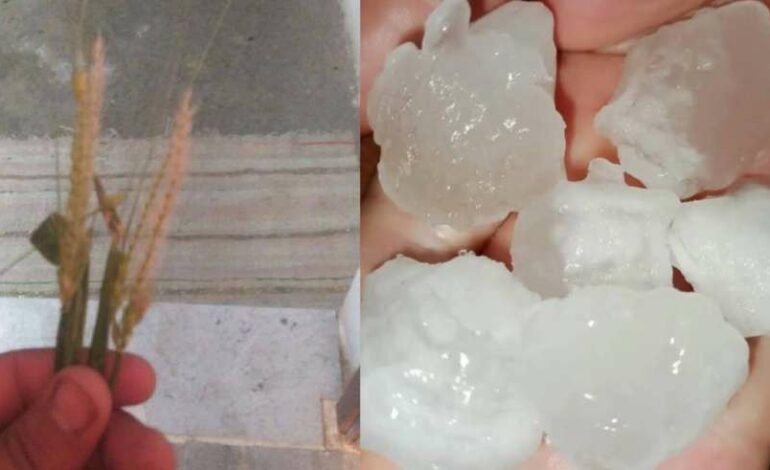 Violentes pluies au Kef : des dégâts considérables dans les cultures céréalières