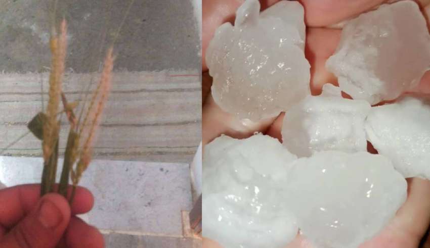 Violentes pluies au Kef : des dégâts considérables dans les cultures céréalières