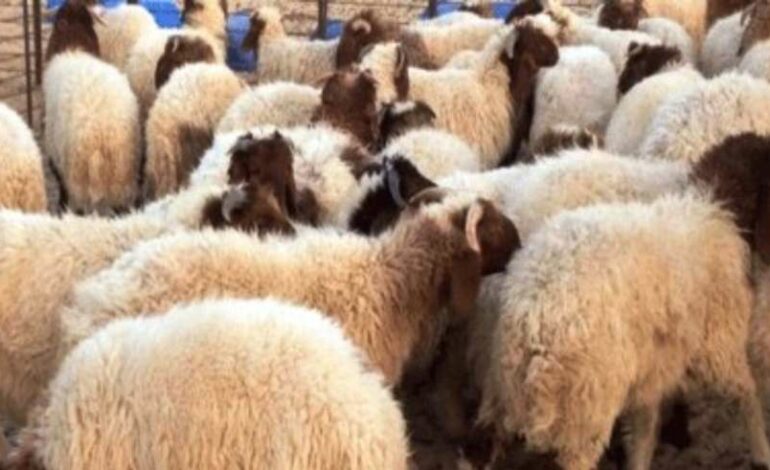 Tunisie : le prix du mouton pour l’Aïd pourrait augmenter de 150 dinars par rapport à 2024