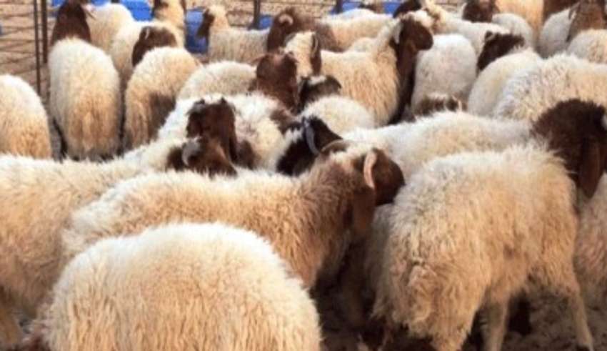 Tunisie : le prix du mouton pour l’Aïd pourrait augmenter de 150 dinars par rapport à 2024