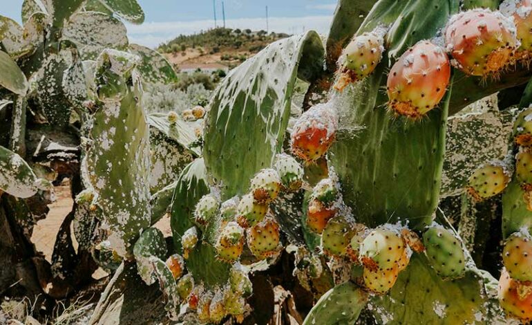 Tunisie : Septième lâcher de coccinelles pour lutter contre la cochenille et protéger les cactus locaux