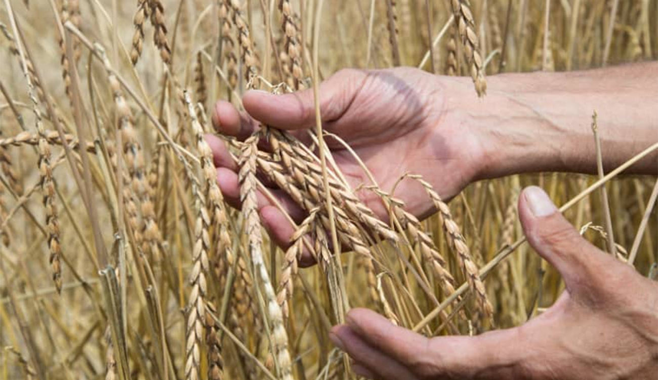 Perturbations météo : le ministère de l’Agriculture appelle à protéger la récolte céréalière