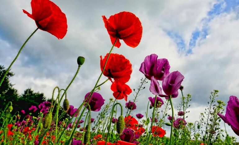 Temps nuageux et légère hausse des températures