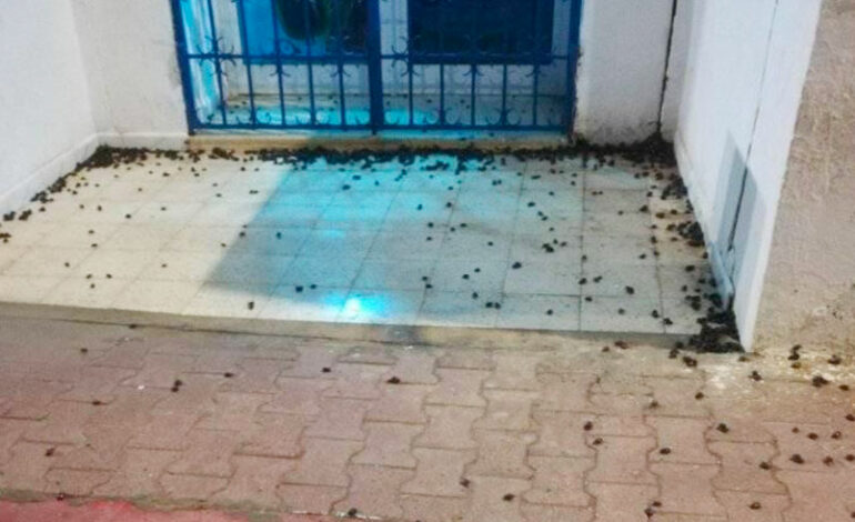 Invasion d’insectes noirs à Sousse : la municipalité précise