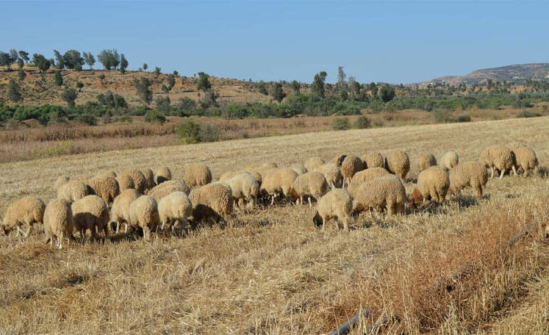 Aïd-moutons de sacrifice : Il n’y aura pas de recours à l’importation