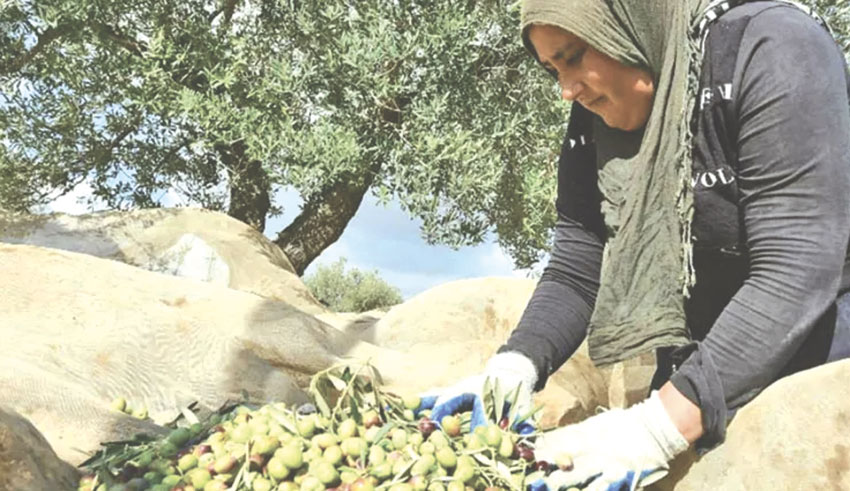 Tunisie : 11 500 hectares d’oliveraies seront irrigués avec de l’eau traitée d’ici fin 2025