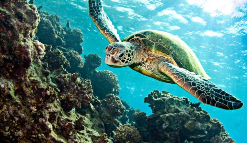 Les plages ne sont plus sûres : les tortues marines en péril pendant la ponte