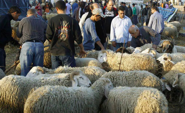 Aïd al-Adha : Les prix des moutons baissent de 200 à 300 dinars, selon l’UTAP