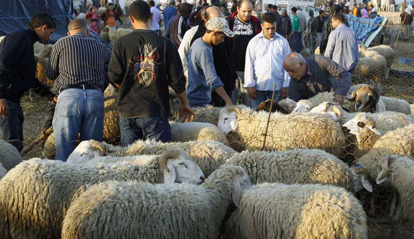 Aïd al-Adha : Les prix des moutons baissent de 200 à 300 dinars, selon l’UTAP