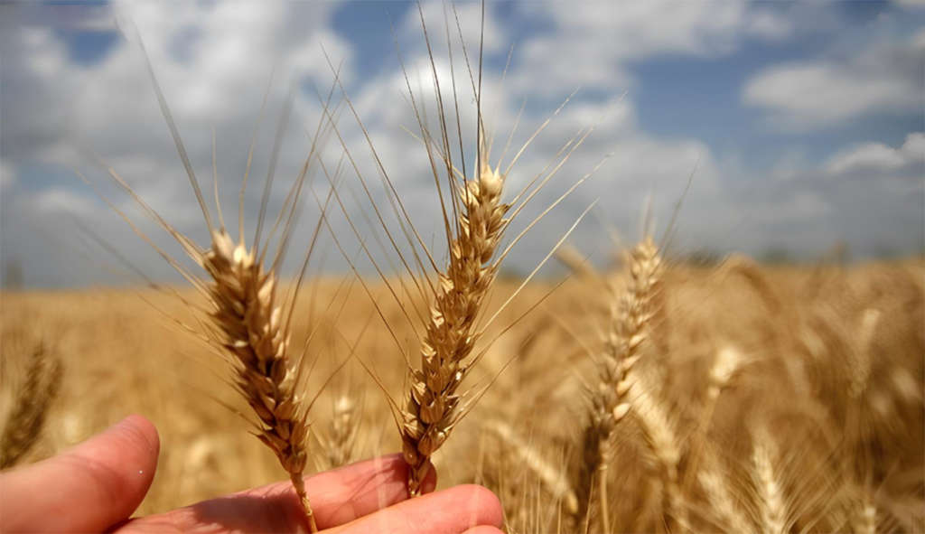 Kairouan – récolte des Céréales : Le moral au beau fixe