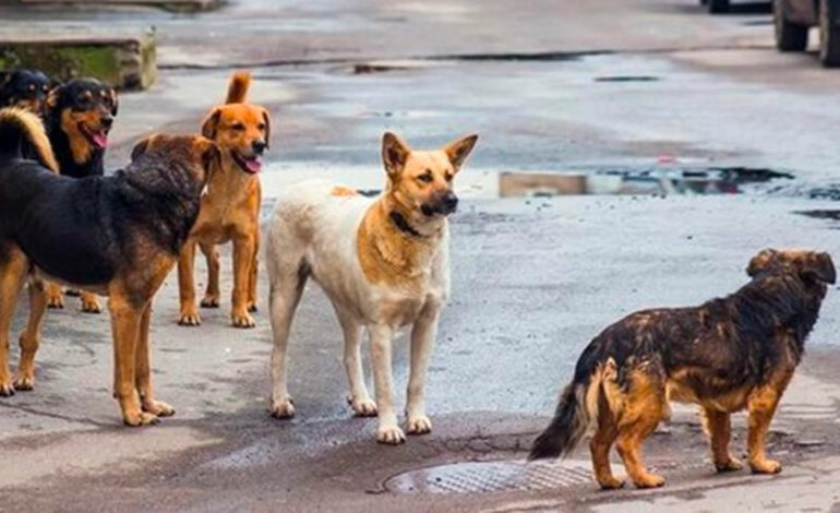 Boumerdès : plusieurs moutons tués par des chiens errants