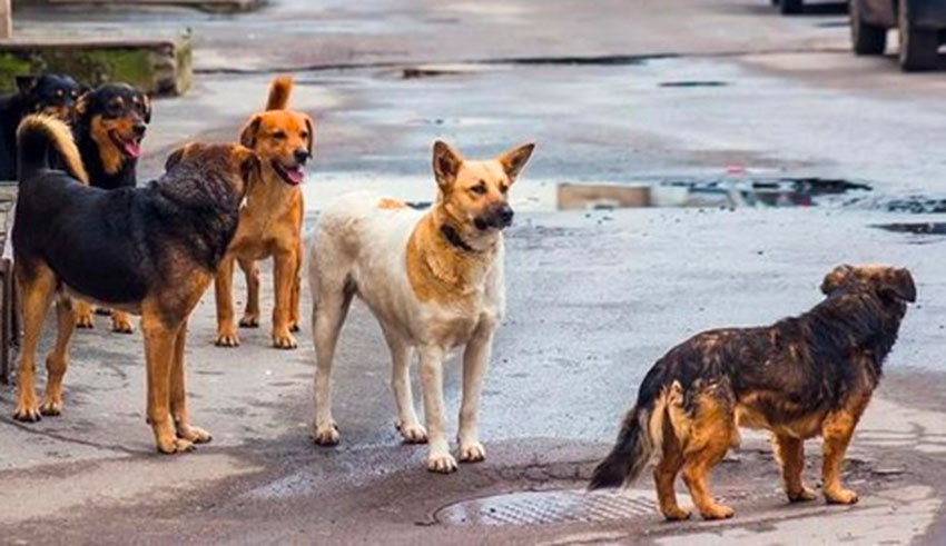 Boumerdès : plusieurs moutons tués par des chiens errants