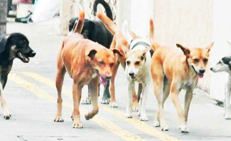 Tunisie : Mahdia lance une chasse aux chiens errants après des attaques meurtrières