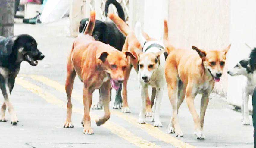 Tunisie : Mahdia lance une chasse aux chiens errants après des attaques meurtrières