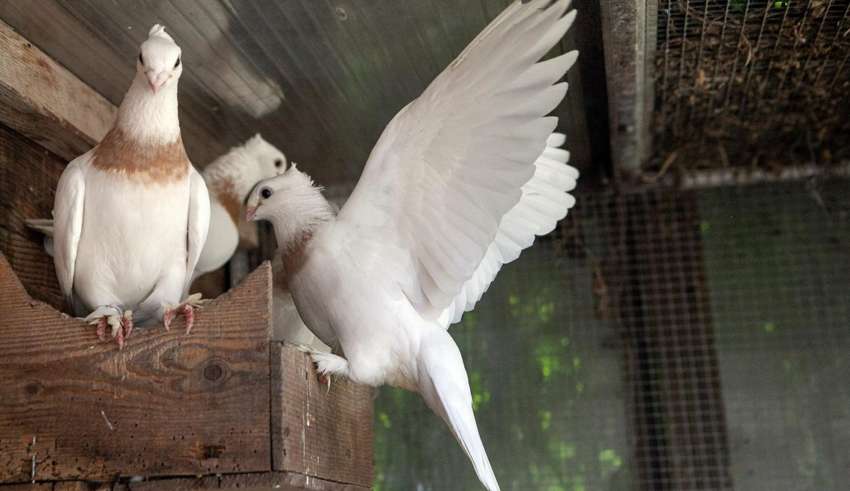 Bouhsina : 8 pigeons volés, dont 2 d’une valeur de 300 000 dinars chacun, récupérés