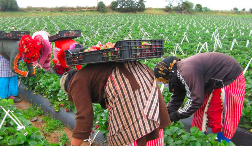 Ouvrières agricoles : Pour 98%, le revenu journalier ne dépasse pas 20 dinars