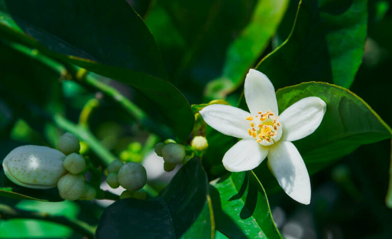 Nabeul célèbre la fleur de bigaradier lors d’un festival dédié à son patrimoine