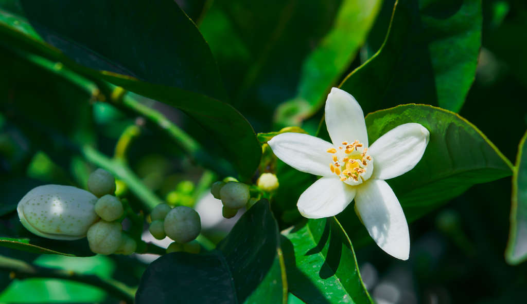 Le FMI abaisse ses prévisions de croissance pour la région MENA à 2,6 %