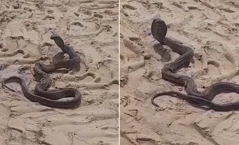 Gafsa : Les serpents venimeux sèment la terreur