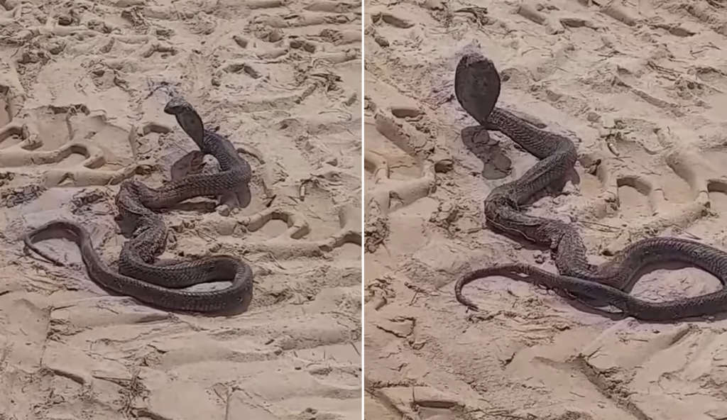 Gafsa : Les serpents venimeux sèment la terreur