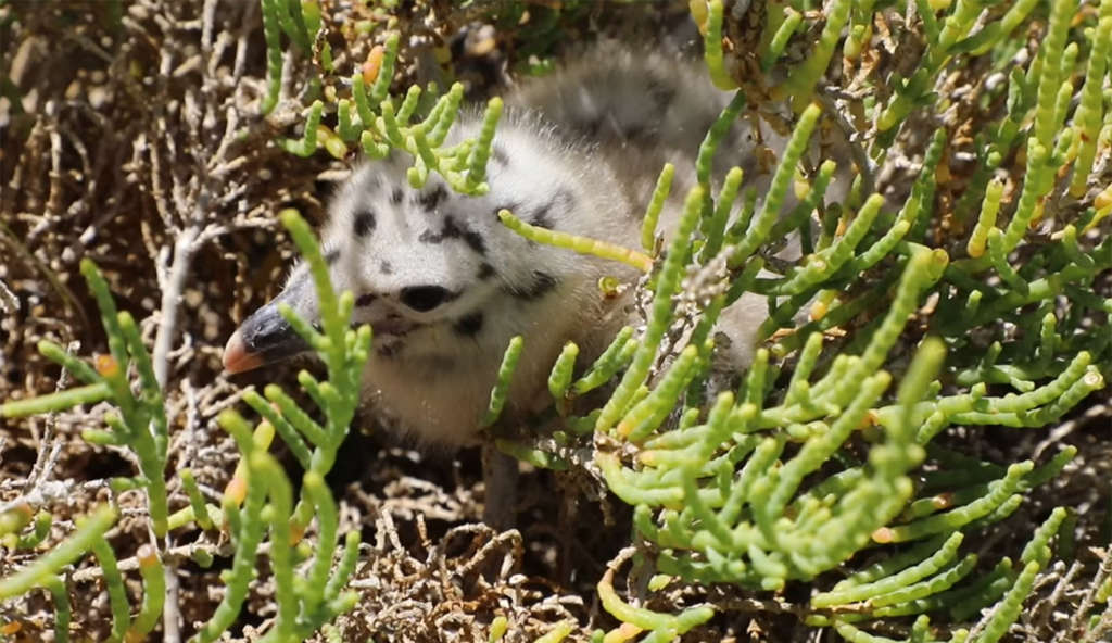 Tunisie : Découverte de nids de mouettes à pattes jaunes aux îles Kuriat